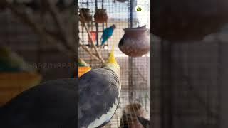 Cockatiel #attitude #lovebirds #showtime