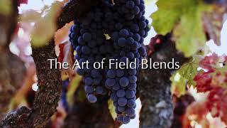 The Art of Field Blends at Ridge Vineyards