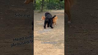 ‼️Is this ACTUALLY play??  #dogsplaying #dogpark #dogplaying