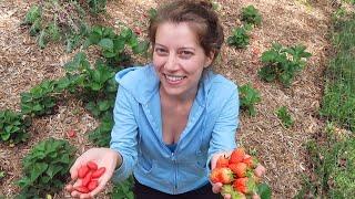 How to Use Rocks to Protect Strawberries from Birds! | Carolina Wild Harvests