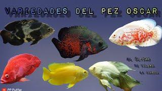 Las Variedades Del Pez Oscar