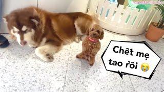 Thánh Giở Mặt -Mật vs Sen Khuấy Đảo Cộng Đồng Mạng Bằng Clip Siêu Hot / Alaska Dog HONEY