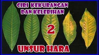 #TIS CIRI TANAMAN KURANG UNSUR HARA BISA DILIHAT DR WARNA DAUN PART 2