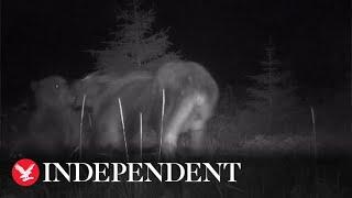 Bear and wolf launch joint attack on moose and calf in trail cam footage