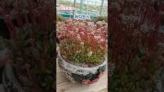 #주경다육 #이에르메스다육 #다육이 #이에르메스