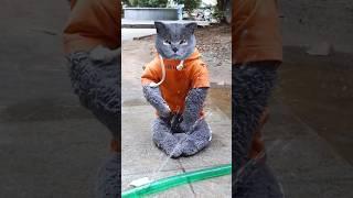 Don't Waste Water, Quick Fixes You Can Do Now!🩹 #catvideos #catmemes #trending