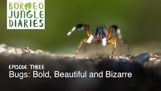 Borneo Jungle Diaries: Episode Three - Bugs: Bold, Beautiful and Bizarre [UHD/4K] SZtv