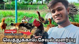 vethukkal seval valarpu /our breeding seval /patta seval (@selvarocky )