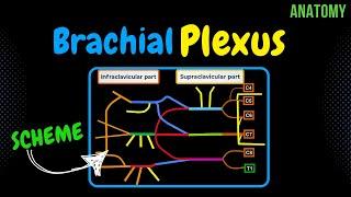 Brachial Plexus (Scheme + Quiz) | Anatomy