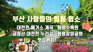 부산 1급수 청정계곡 대천천과 화명수목원, 대천천 누리길, 화명장미공원, 화명동 맛집까지