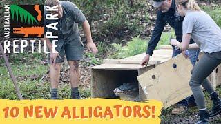 TEN NEW GIANT ALLIGATORS ARRIVE! | The Australian Reptile Park