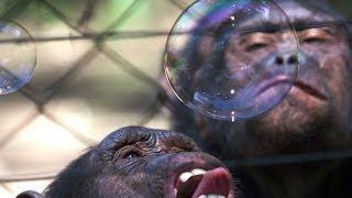 Enriching the Lives of Orphaned Chimpanzees