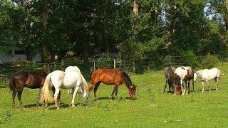 Caballos y vacas en Valonsadero