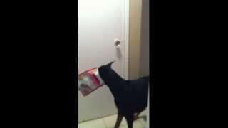 Crazy doberman can't get enough treats