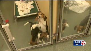 Humane Society of Broward County receives hundreds of applications for rescued beagles