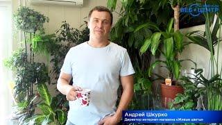 Отзывы клиентов: Андрей Шкурко об интернет-агентстве «Веб-Центр»