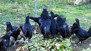 Ayam Cemani Chickens for Sale