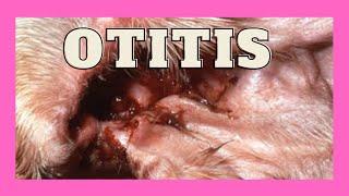 Otitis en perros