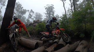 Ourimbah State Forest