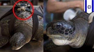 Prosthetic fin for endangered green sea turtle helps it swim again