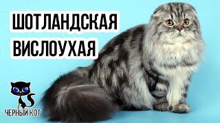  Шотландская вислоухая кошка: плюсы и минусы породы. О чём молчат заводчики?