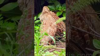 Sun bathing and preening time: Feather hygiene for a pair of Safed Teetar or Grey Partridge