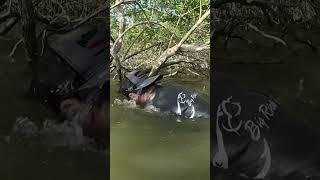 Tree had a Huge catfish in it!