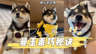 曼玉manyu为什么那么乖？#柴犬 #豆柴 #抖音 #柴犬可愛い