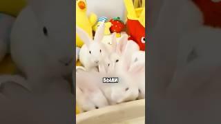 Хотела купить только одного кролика  #животные #милыеживотные