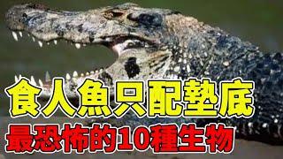 盤點亞馬遜河最恐怖的10種生物，食人魚只配墊底，第一名竟號稱池塘霸主【黑土日記】