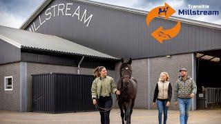 De transitie van ons bedrijf: MILLSTREAM vlog 380 | Kristy Snepvangers |