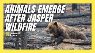 Photos Capture Bears in Burnt Jasper Area, How Is Wildlife Faring Post-fire?