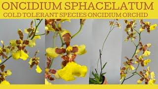 Oncidium sphacelatum: a species orchid that can tolerate the cold AND get quite big!