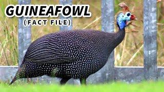 Guinea Fowl Facts: the GUINEA BIRD  Animal Fact Files