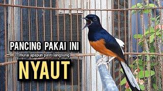 murai batu gacor AMPUH buat PANCINGAN murai batu agar bunyi JADIKAN burung murai gacor EMOSI