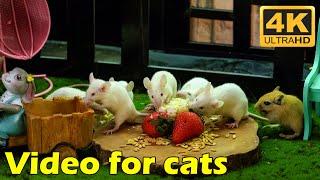 Cat TV: Non-stop Hide & Seek with Tiny Mice - 3 Hours of 4K UHD Cat Entertainment | Catflix