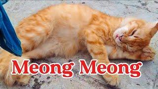 SI MEONG MEONG ~ ANAK KUCING MEONG MEONG ~ LAGU ANAK BALITA POPULER ~ LAGU ANAK INDONESIA