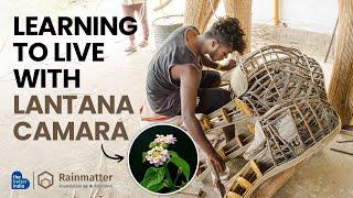 Living with Lantana camara @RainmatterFoundation | #invasivespecies #environment #sustainability