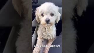 뽀순이를 데려온 날 무편집 영상 1