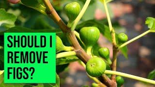 Removing Figs on a Fig Tree | 1 Reason Why I Would