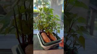 Starting Sweet Potato Slips (Update 3) #sweetpotatoslips #growingsweetpotatoes