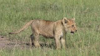 Lion cub calling for mom - WATCH TIL THE END!