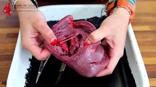 Heart Dissection GCSE A Level Biology NEET Practical Skills