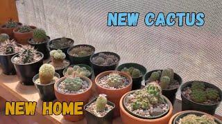 New Cactus' Potted Up in Our Collection (Ariocarpus, Mamillaria, Corypantha, Epithilantha and more!)