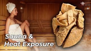 The Science of Sauna & Heat Exposure: Does It Really Work?