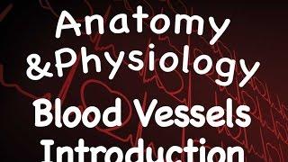 Cardiovascular System : Introduction to Blood Vessels (14:08)