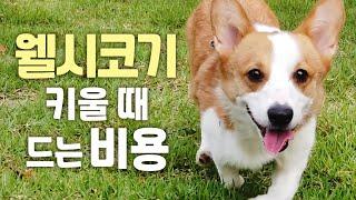 [ENG] 중형견 웰시코기 키우는데 비용이 얼마나 들까요? (생식하는 강아지)