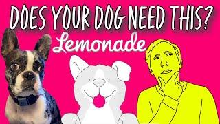 Lemonade Pet Health Insurance Review - What You NEED to Know