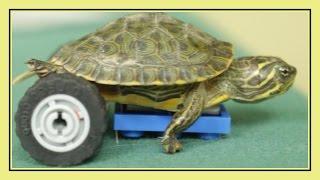 Turtle Prosthetic Made from LEGO