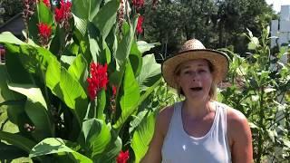 Tips For Pruning & Growing Canna Flowers
